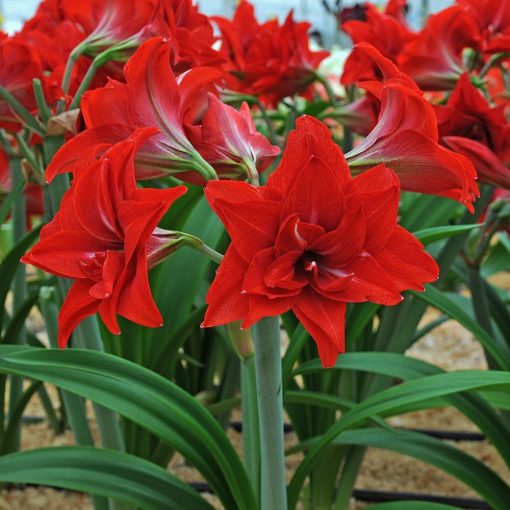 Hippeastrum Double Delicious - Amarillisz