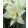 Hippeastrum Jewel - Amarillisz