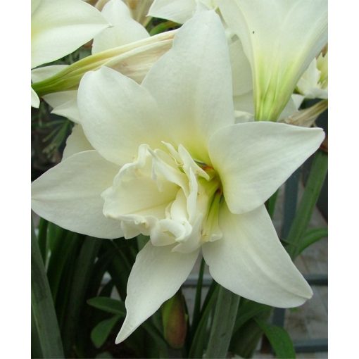 Hippeastrum Jewel - Amarillisz