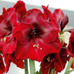 Hippeastrum Benfica - Amarillisz