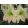 Hippeastrum Limona - Amarillisz