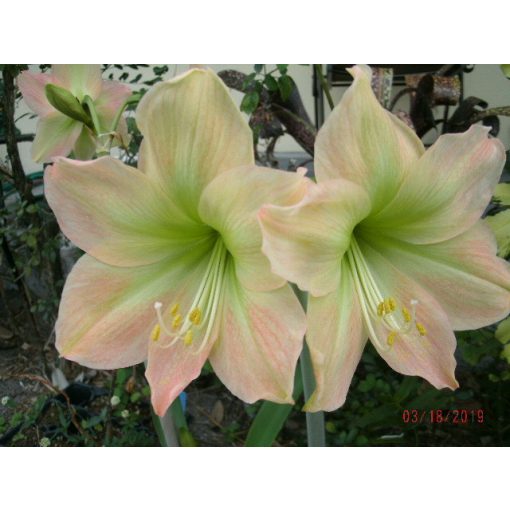 Hippeastrum Limona - Amarillisz