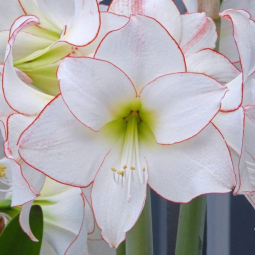 Hippeastrum Picotee - Amarillisz