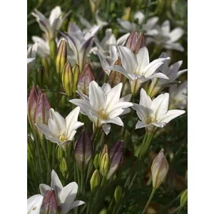 Triteleia Silver Queen (6/+) - Csillagliliom