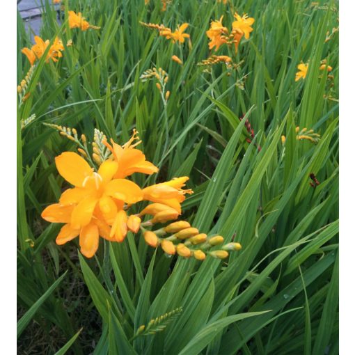 Crocosmia Pauls Best Yellow - Sáfrányfű