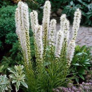 Liatris spicata Floristan Weiss - Díszcsorba