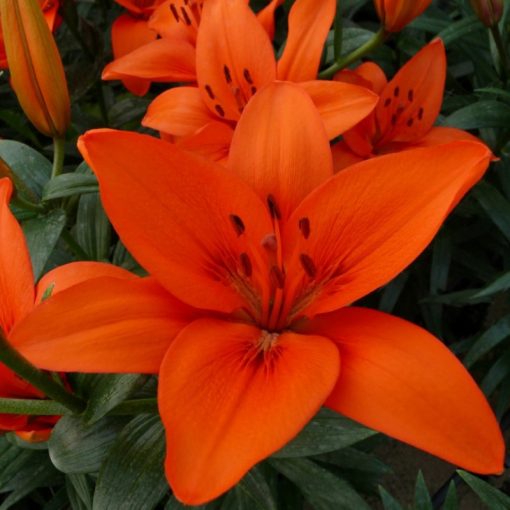 Lilium Orange Summer - Liliom