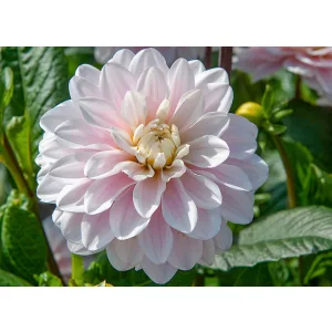 Dahlia Silver Years - Dália