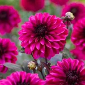 Dahlia Melissa Anna Marijke - Dália