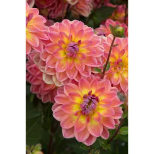 Dahlia Pacific View - Dália