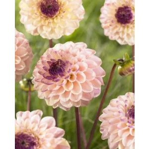 Dahlia Wine-Eyes Jill - Dália