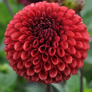 Dahlia Copper Boy - Dália