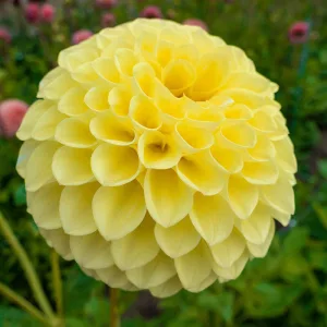 Dahlia Jowey Martina (I.) - Dália