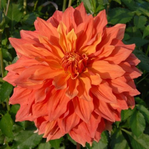 Dahlia Mango Madness - Dália