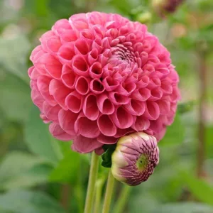 Dahlia Jowey Frambo - Dália