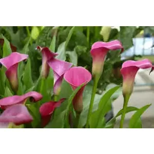 Zantedeschia Sumatra