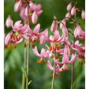 Lilium martagon Candy Morning - Liliom