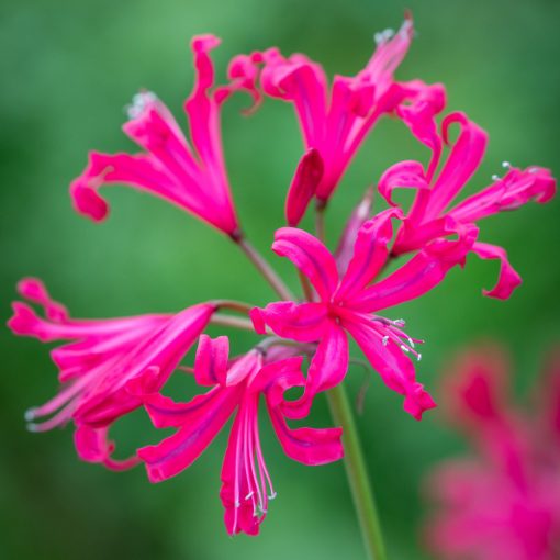 Nerine bowdenii Mr. Nick - Csillogó pirosliliom