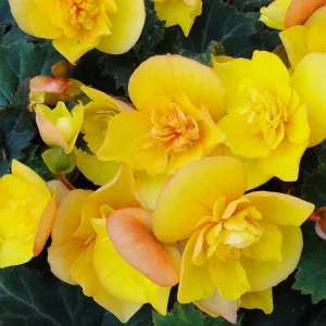 Begonia multiflora Goldfinch - Sokvirágú begónia