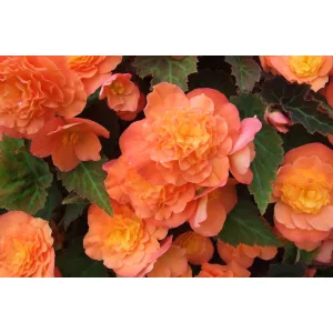 Begonia multiflora Peardrop - Sokvirágú begónia