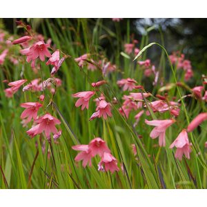 Tritonia disticha (I.) - Lángoló frézia