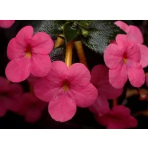 Achimenes Charm - Mesevirág