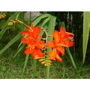 Crocosmia Orange Emberglow (8/+) - Sáfrányfű