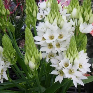Ornithogalum thyrsoides Mount Fuji (5/+) - Madártej