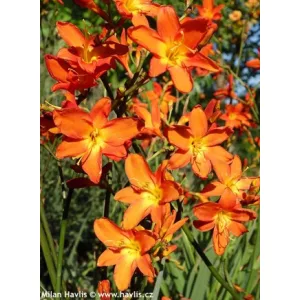 Crocosmia Constance (7/+) - Sáfrányfű