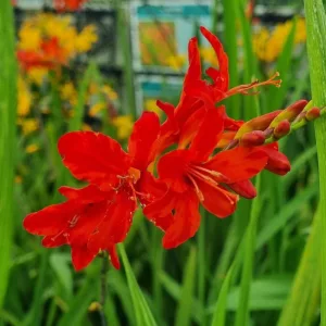 Crocosmia Karin (8/+) - Sáfrányfű