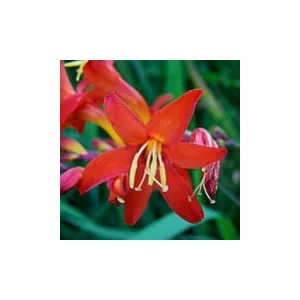 Crocosmia Scarlatti (8/+) - Sáfrányfű