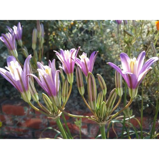 Brodiaea californica (6/+) - Csillagliliom