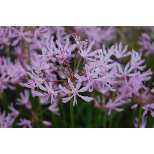 Nerine undulata (10/+) - Csillogó pirosliliom