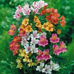 Alstroemeria Ligtu Hybrids (I.) - Inkaliliom