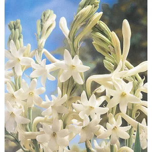 Polianthes tuberosa Yjjawala (7/+) - Tubarózsa