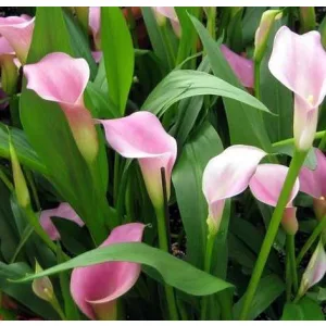 Zantedeschia rehmannii (14/+) - Kála