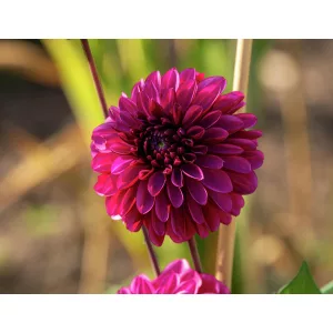 Dahlia Lilac Bull (I.) - Dália
