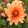 Dahlia Orange Pigmy (I.) - Dália