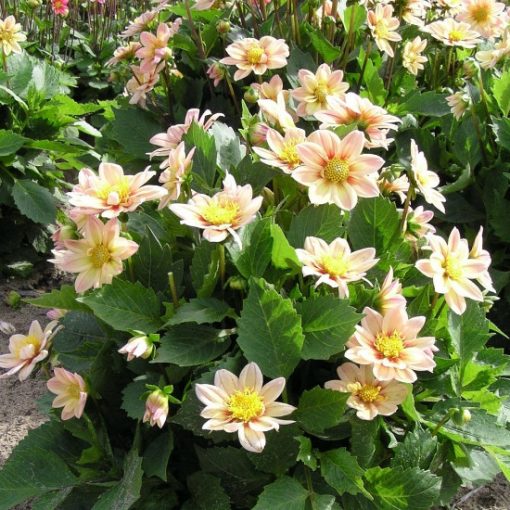 Dahlia Topmix Apricot (I.) - Dália