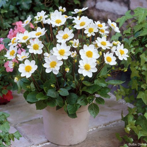 Dahlia Topmix Bambino (I.) - Dália