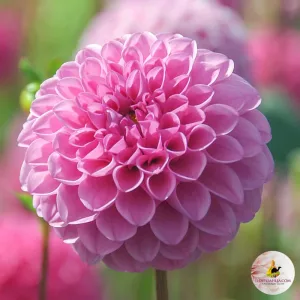 Dahlia Jan van Schaffelaar - Dália