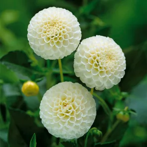 Dahlia Snowflake - Dália