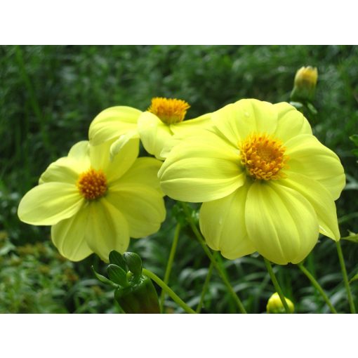 Dahlia Yellow Sneezy (I.) - Dália