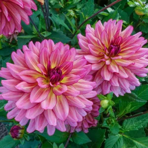 Dahlia Bourbon Street (MH 10) (I.) - Dália