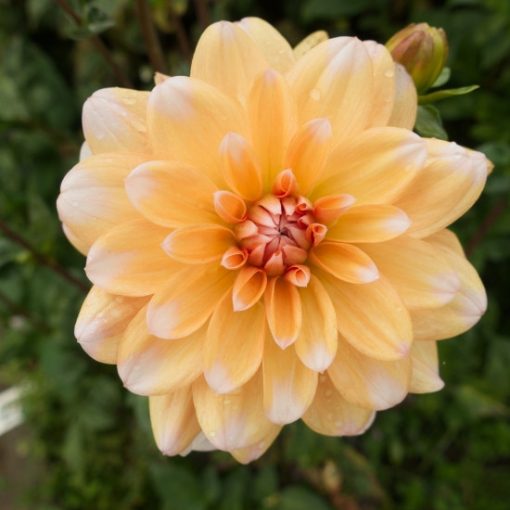 Dahlia Orange Perception - Dália