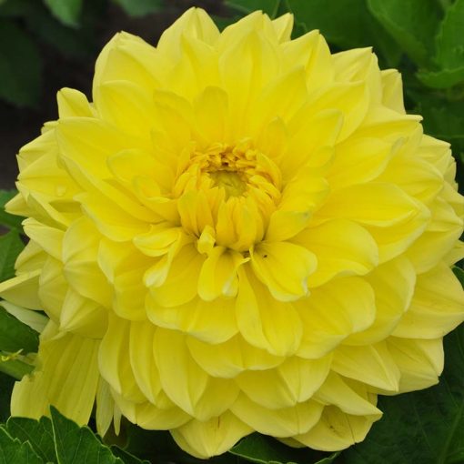 Dahlia Sunmaster (I.) - Dália