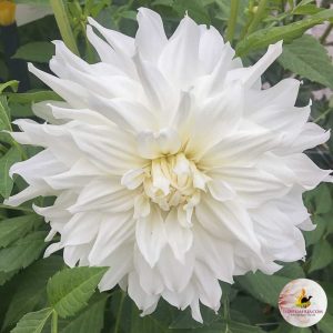 Dahlia Snowbound (I.) - Dália