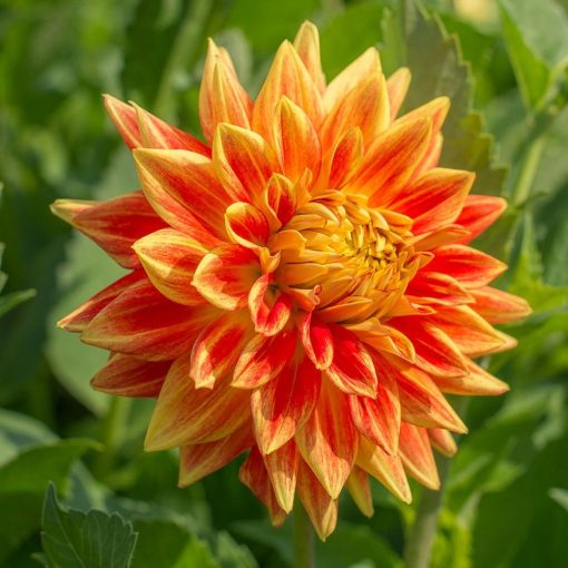 Dahlia Sunexplosion - Dália