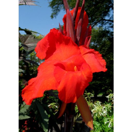 Canna Red Beauty (I.) - Kannavirág