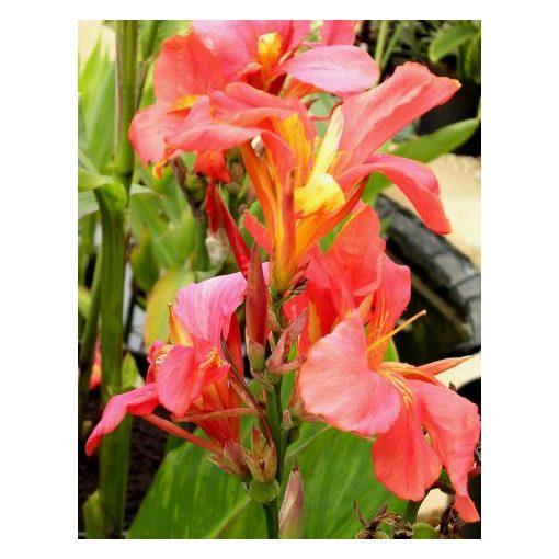 Canna Salmon Pink - Kannavirág